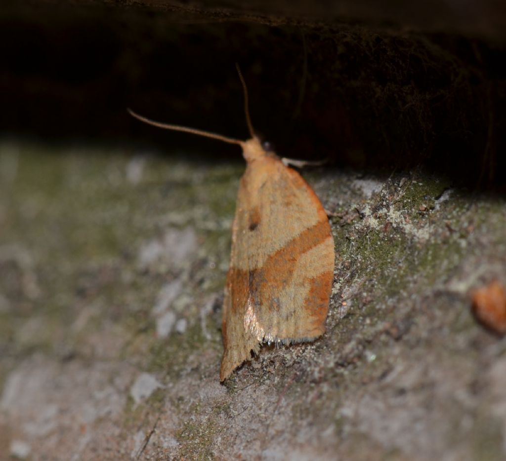 Tortricidae Clepsis consimilana?